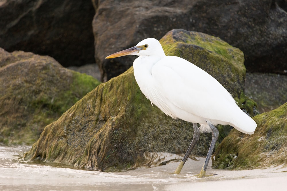 a large white bird standing on top of a sandy beach