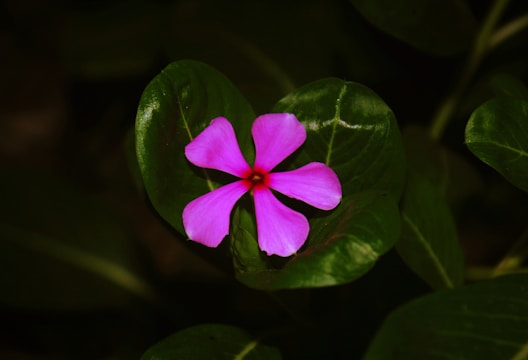 A vibrant pink flower with five petals is set against a backdrop of lush green leaves. The contrast between the vivid pink and the deep green creates a striking visual effect.