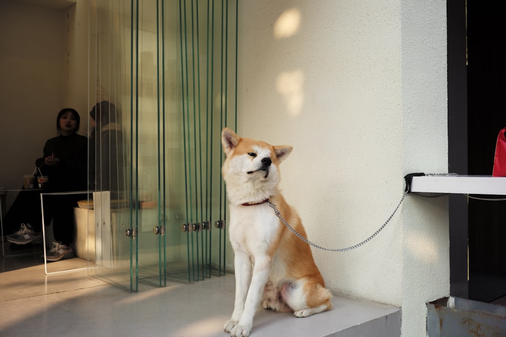 a dog sitting on a ledge next to a building