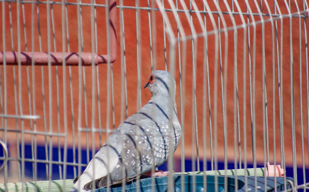 a grey and white bird in a cage