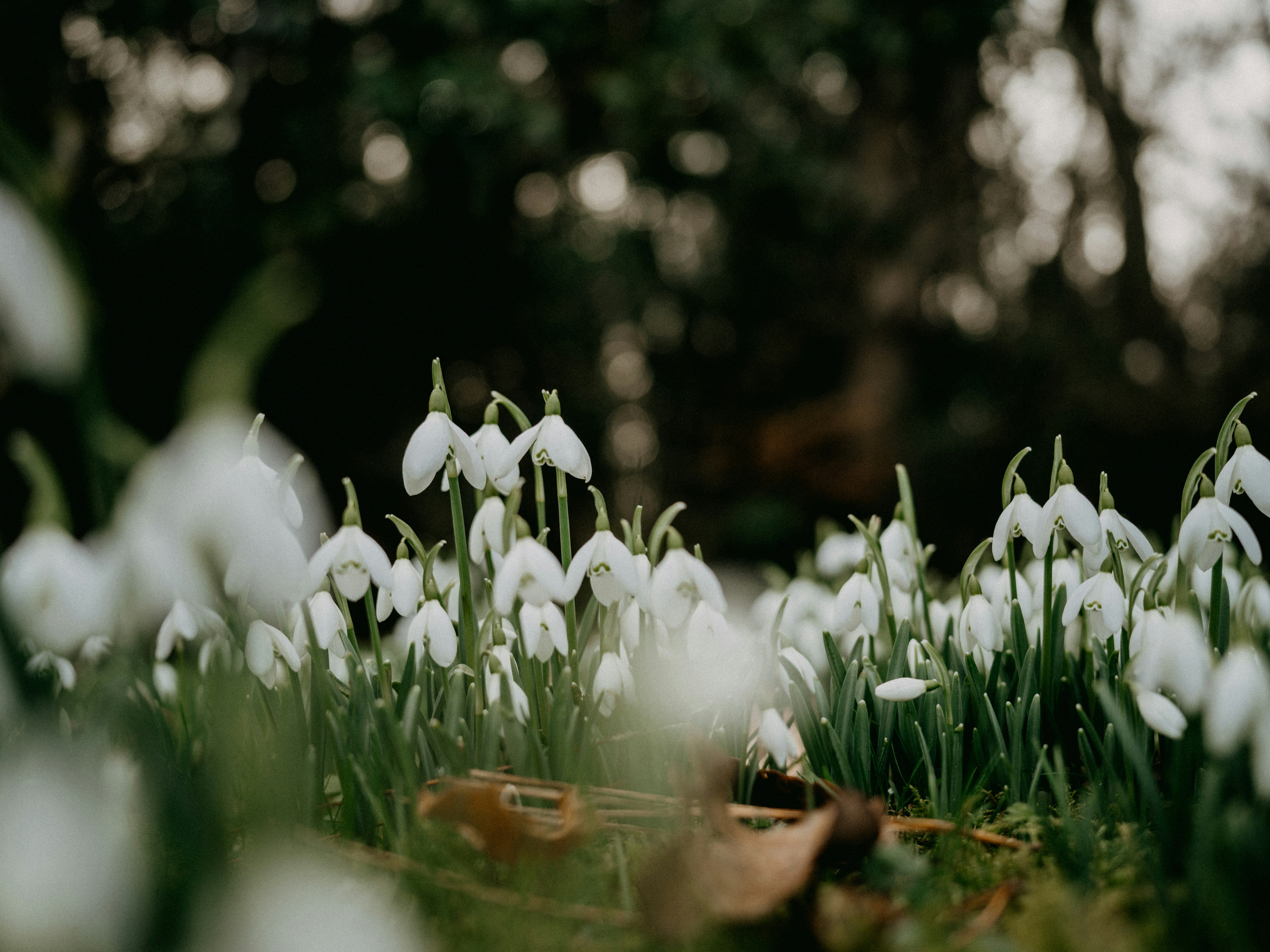 a bunch of white flowers that are in the grass