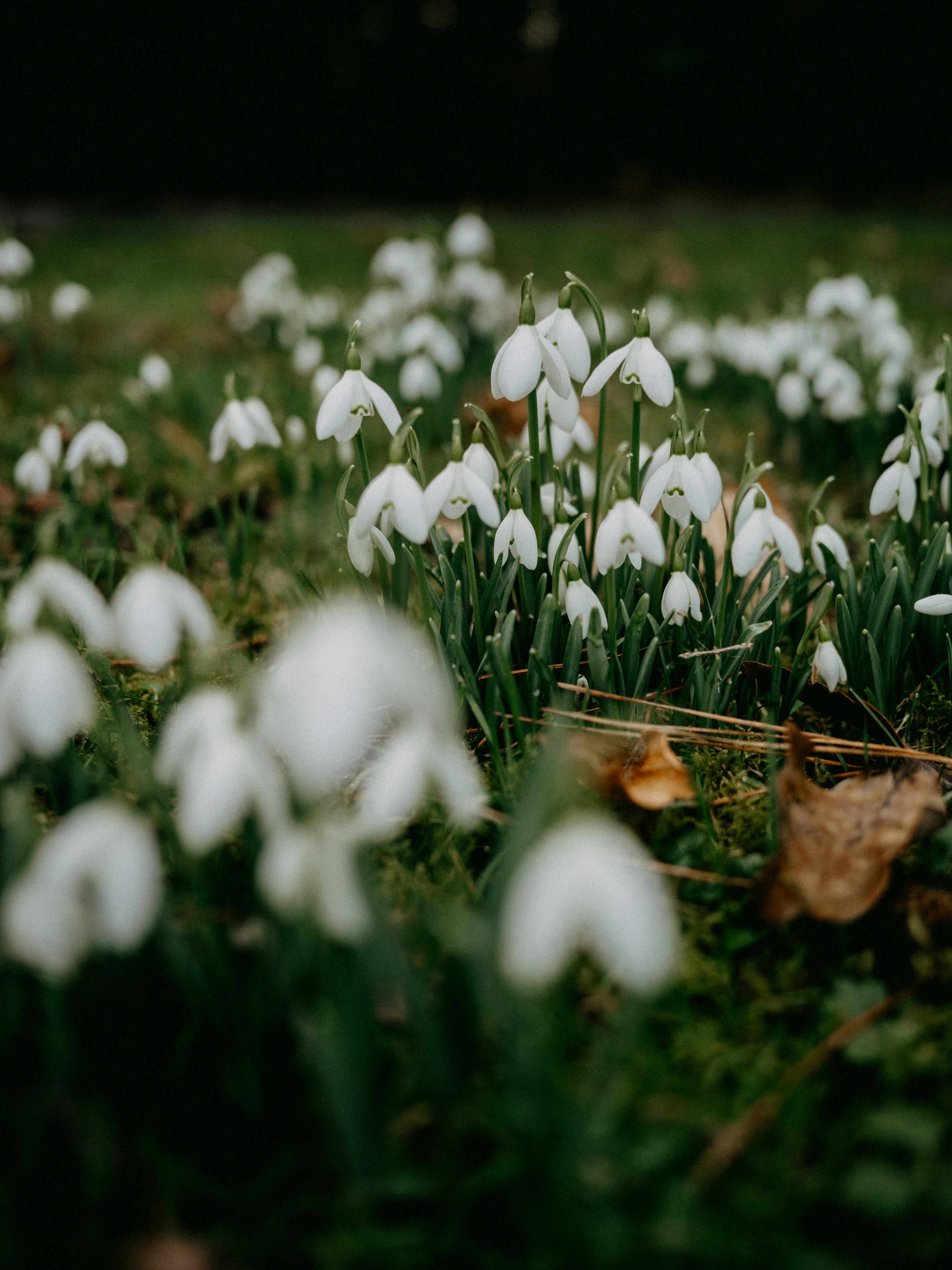 a bunch of white flowers that are in the grass