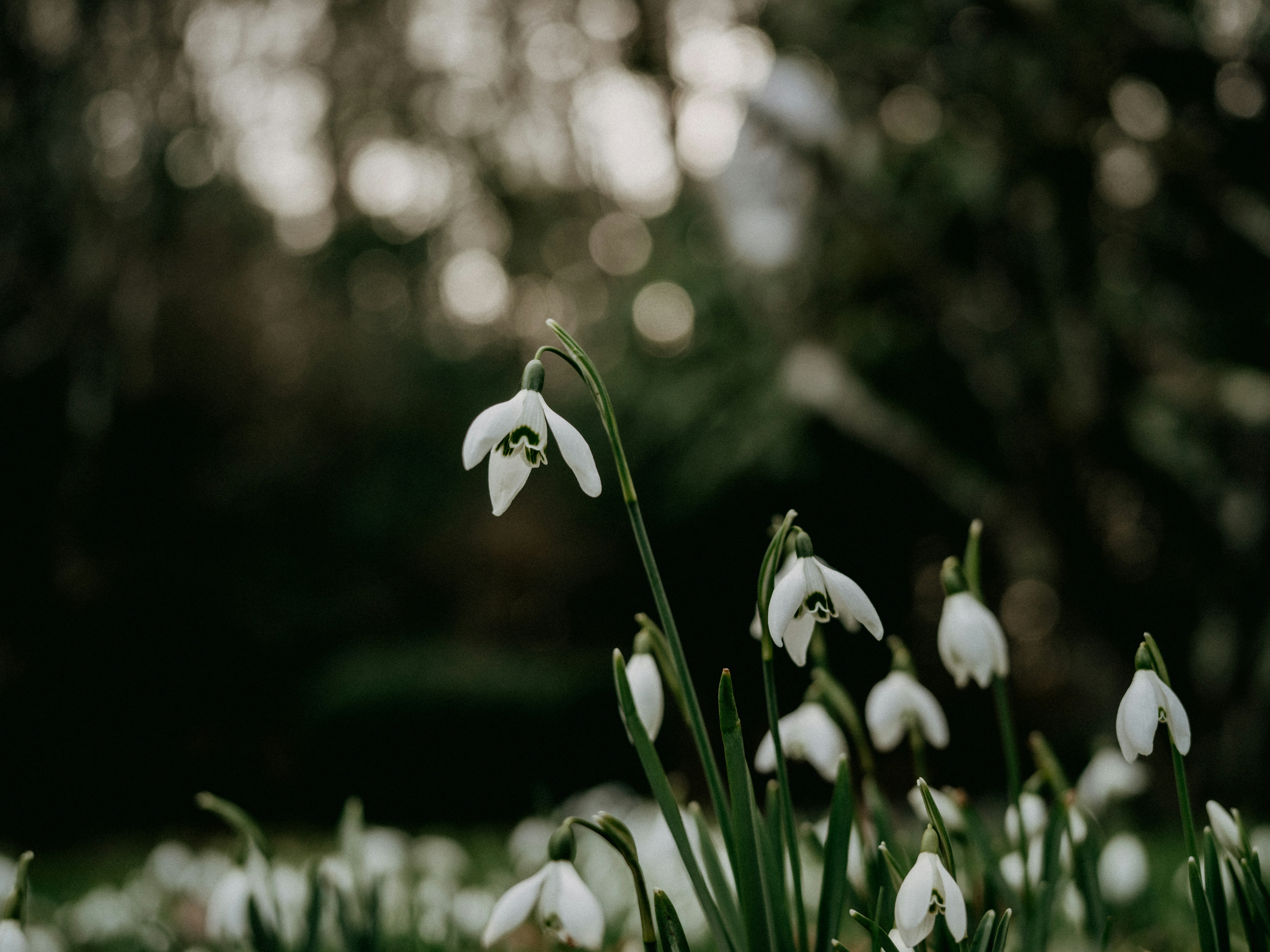 Photo by anniespratt