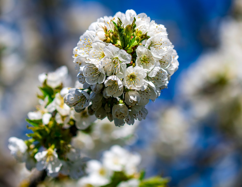 a close up of a tree with white flowers