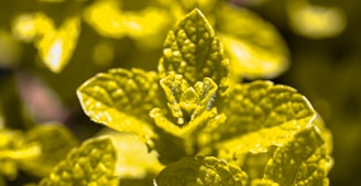 Close-up of fresh natural ingredients like ginger and peppermint leaves.