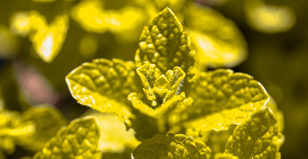 a close up of a plant with yellow leaves