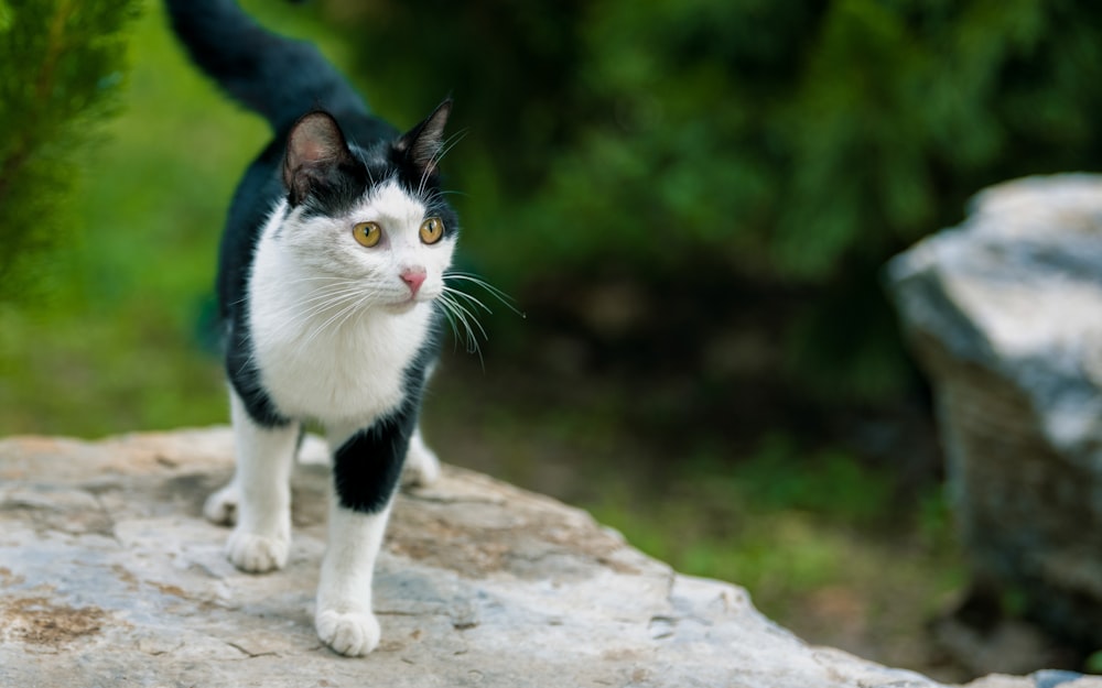 a black and white cat standing on top of a rock