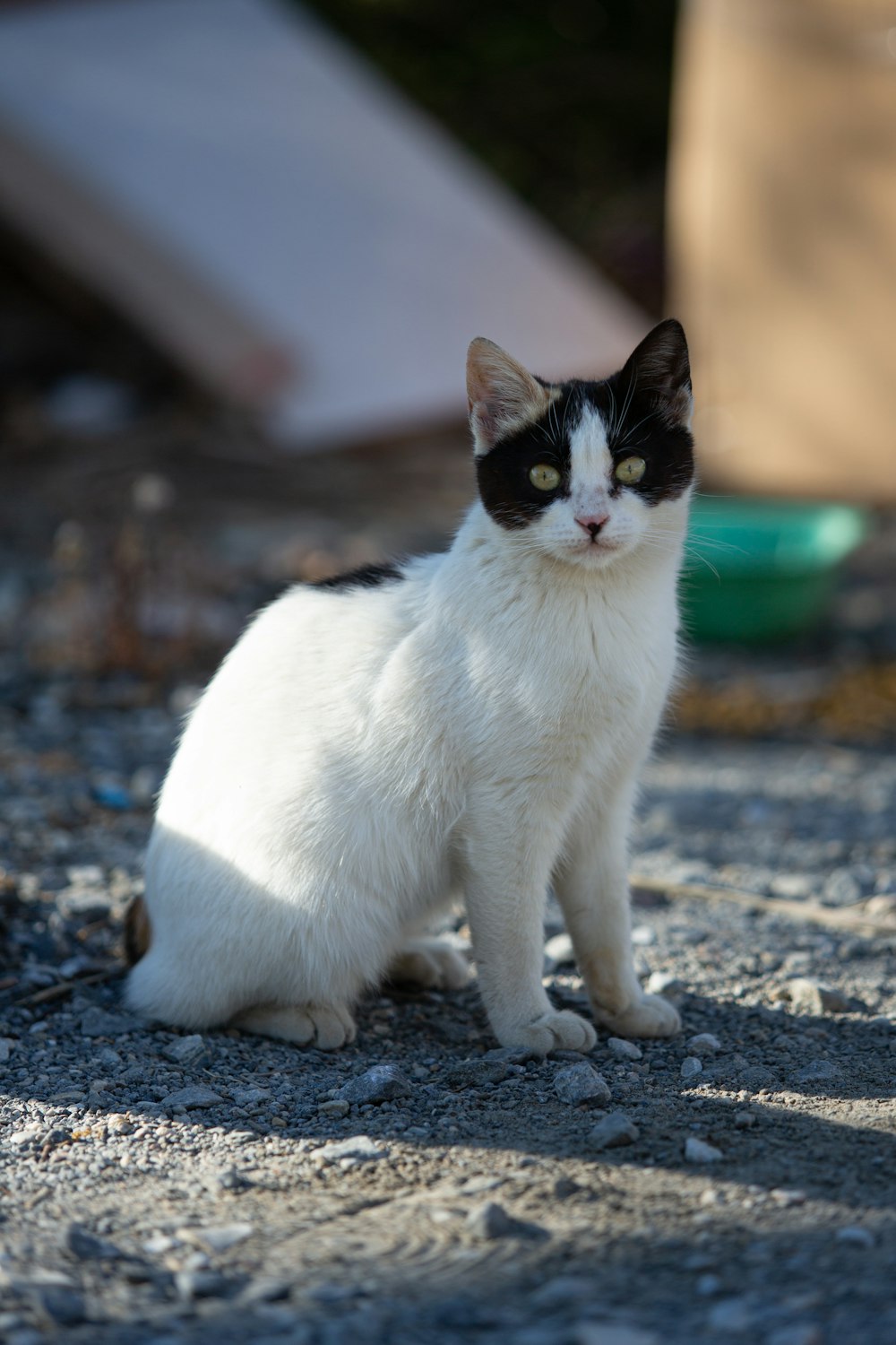 Eine schwarz-weiße Katze sitzt auf dem Boden