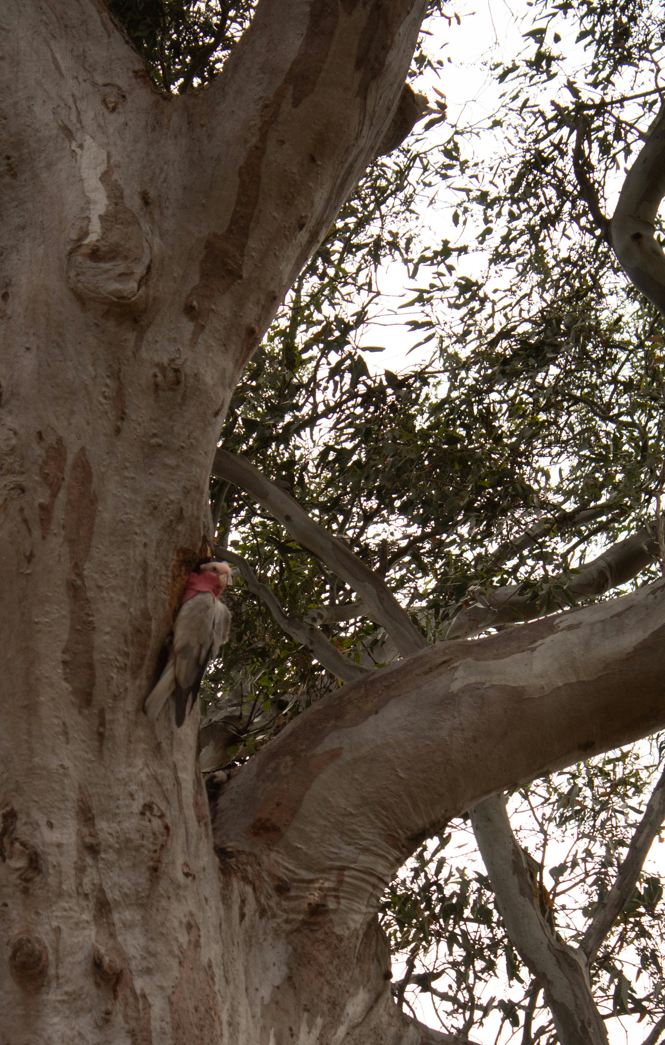 Un pájaro posado en el tronco de un árbol