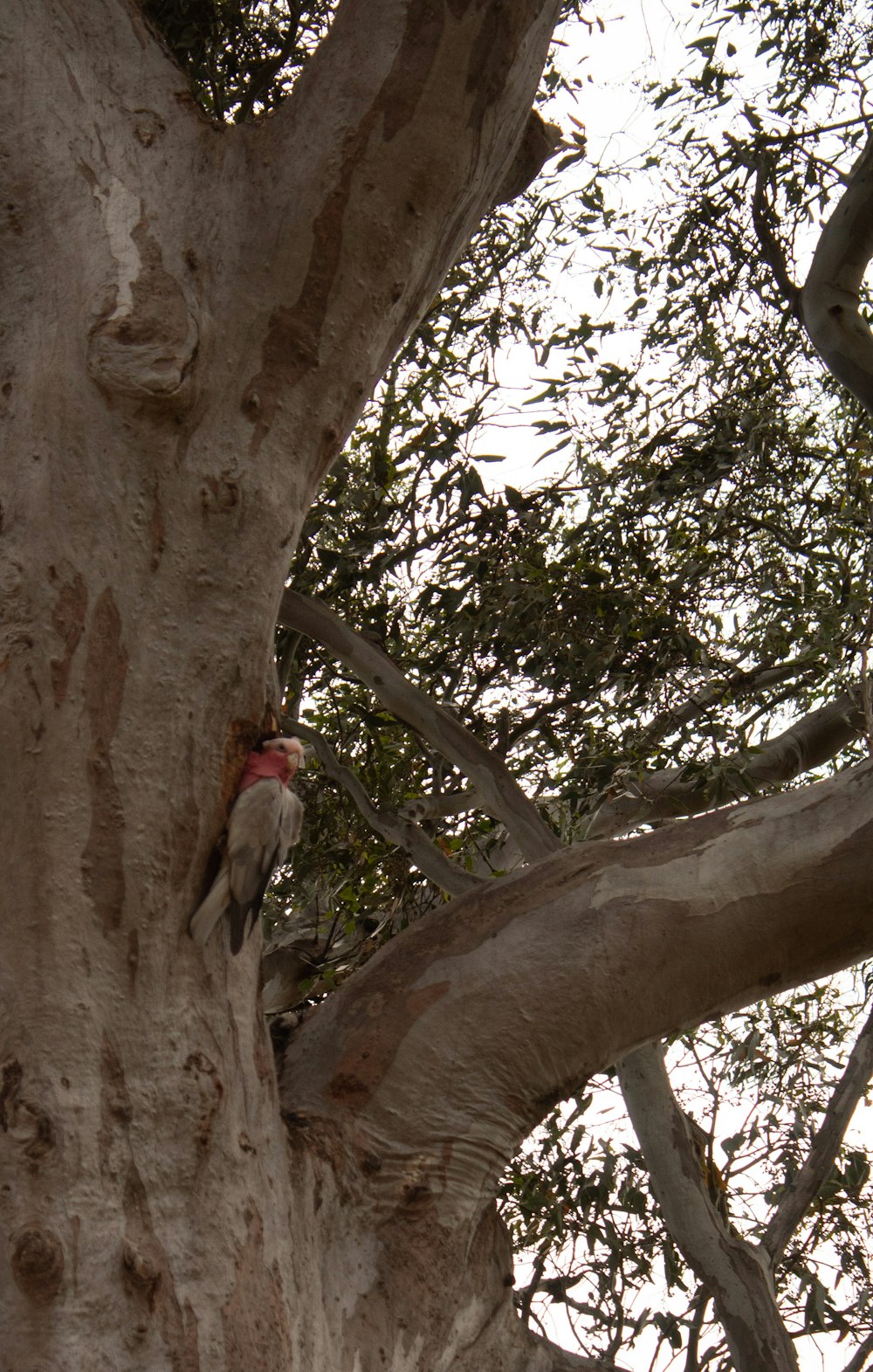 a bird perched on the trunk of a tree