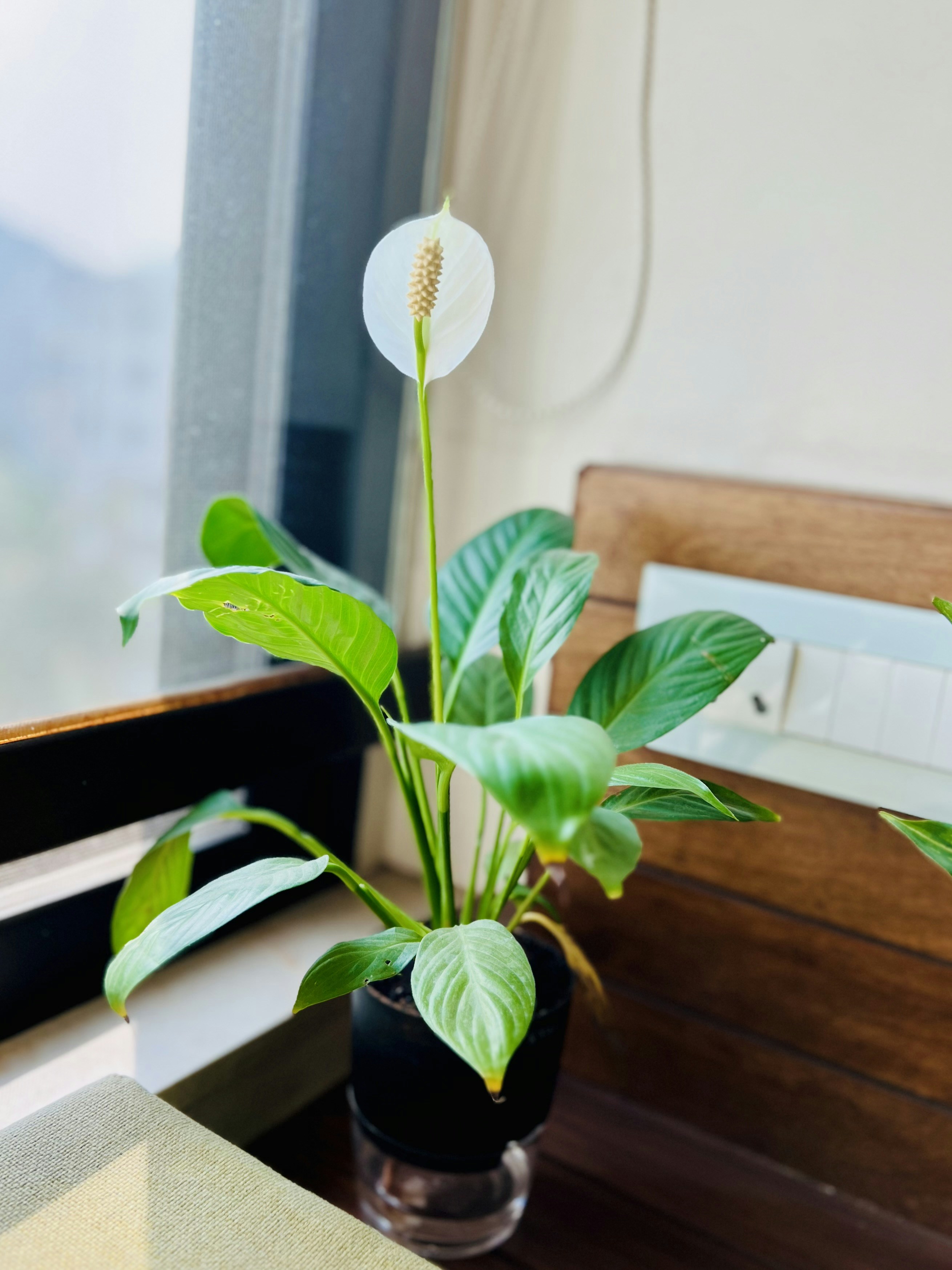 a potted plant sitting on top of a window sill