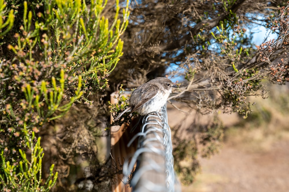 a small bird perched on top of a tree branch