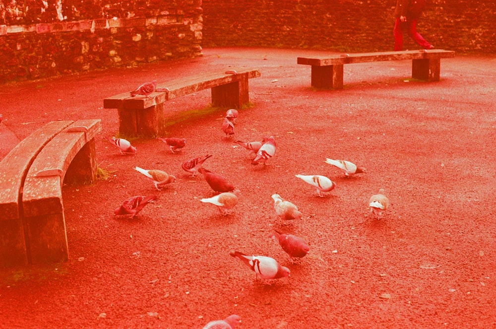a flock of birds standing around a park bench