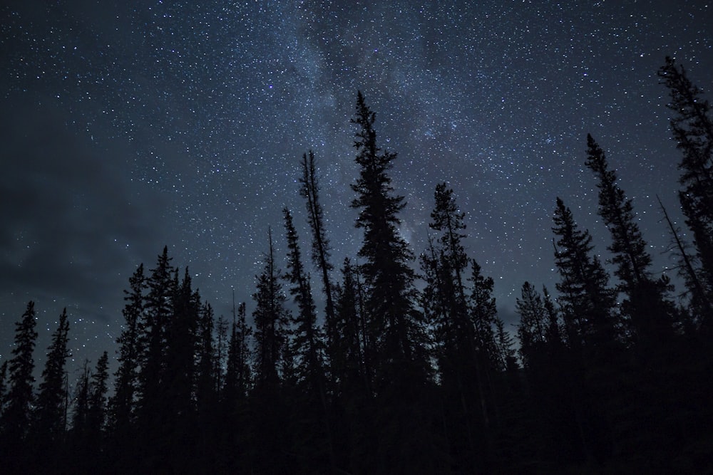 the night sky is filled with stars and trees