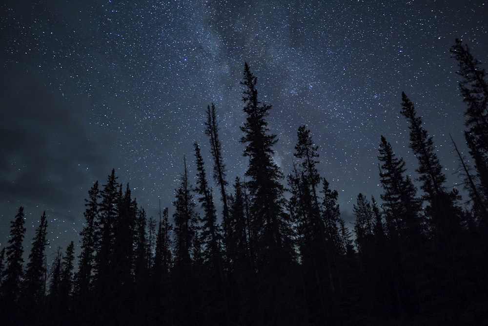 Il cielo notturno è pieno di stelle e alberi