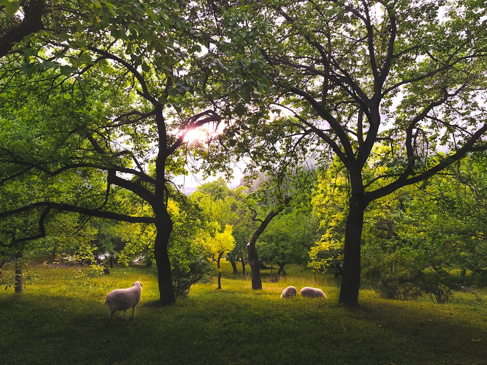 a herd of sheep grazing on a lush green field