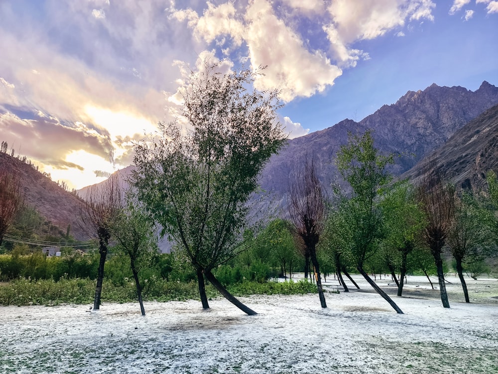 a group of trees in a field with mountains in the background