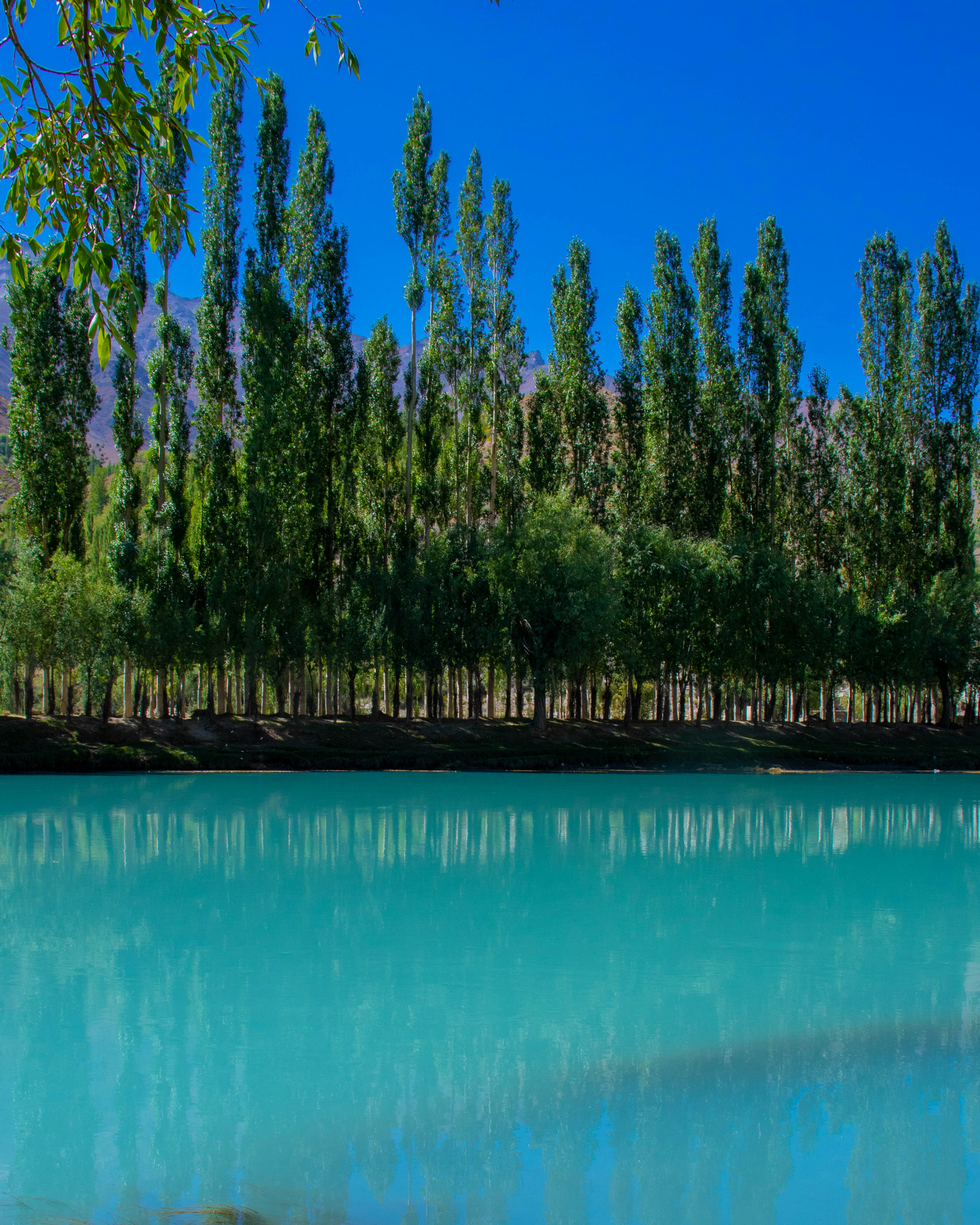a body of water surrounded by lots of trees