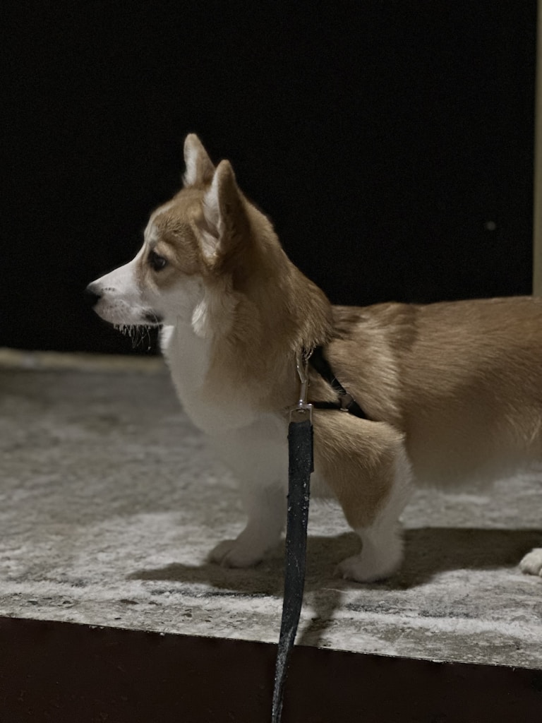 Everyday Walk Harness