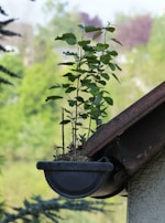 A plant with green leaves is growing out of a gutter attached to a roof, surrounded by a blurred background of trees and foliage.