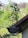 A plant with green leaves is growing out of a gutter attached to a roof, surrounded by a blurred background of trees and foliage.