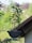A plant with green leaves is growing out of a gutter attached to a roof, surrounded by a blurred background of trees and foliage.