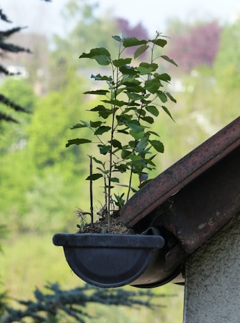 A plant with green leaves is growing out of a gutter attached to a roof, surrounded by a blurred background of trees and foliage.