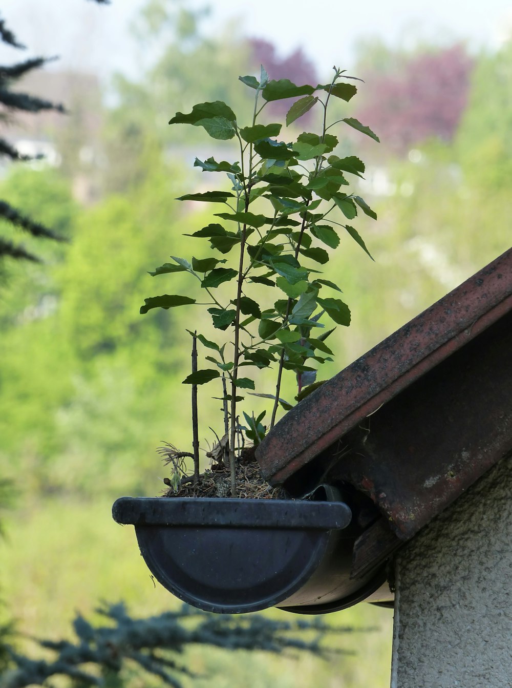a potted plant is growing out of a gutter