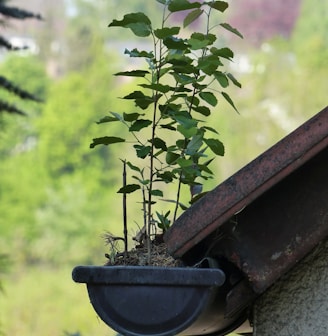 a potted plant is growing out of a gutter