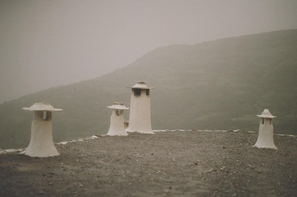 a group of white mushrooms sitting on top of a dirt field