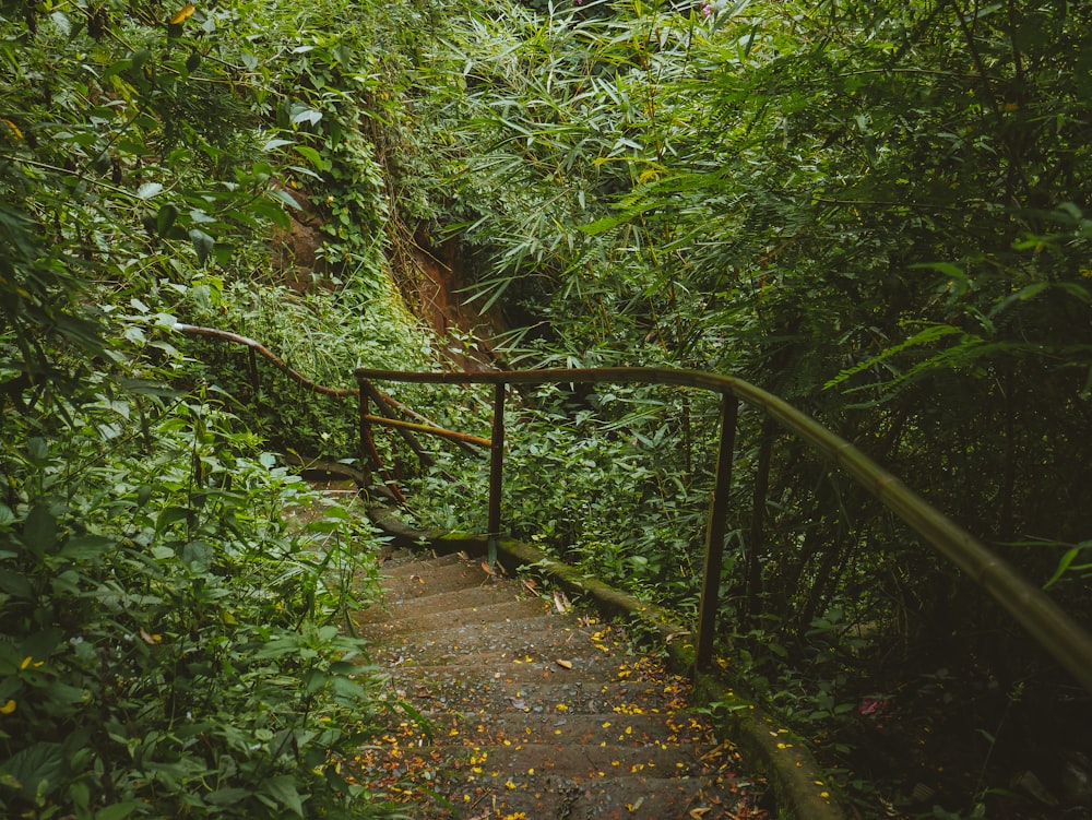 a set of stairs in the middle of a jungle