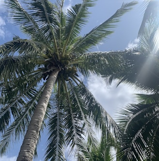 a palm tree with a blue sky in the background