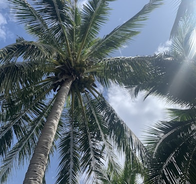 a palm tree with a blue sky in the background