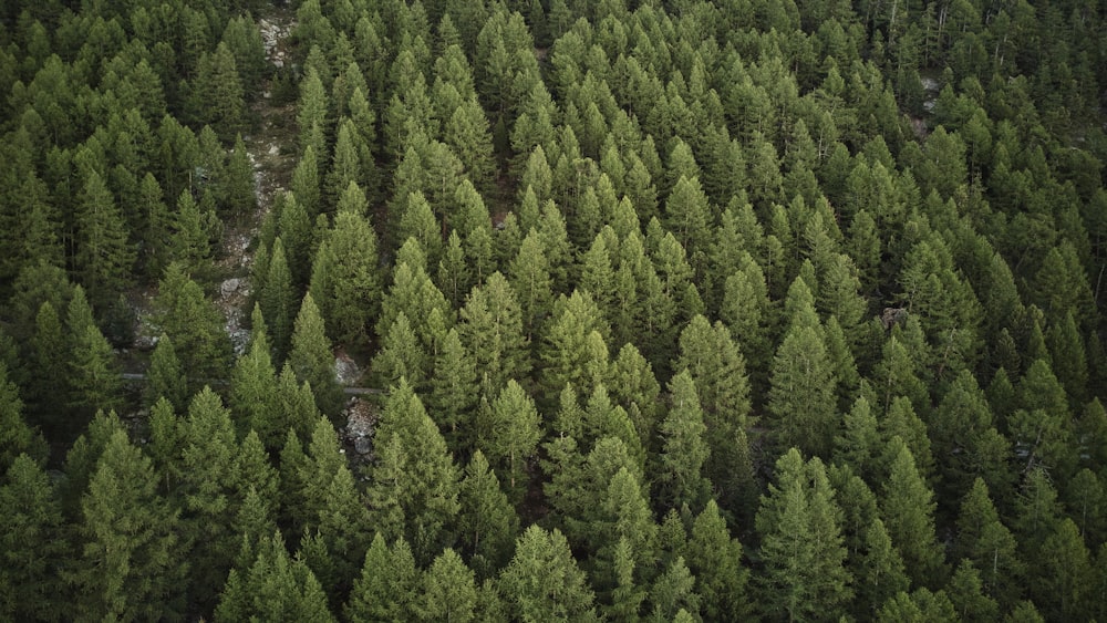 a large group of trees in the middle of a forest