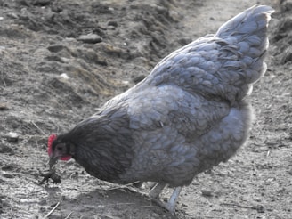 A feisty chicken pecking at the ground near a rustic wooden fence.