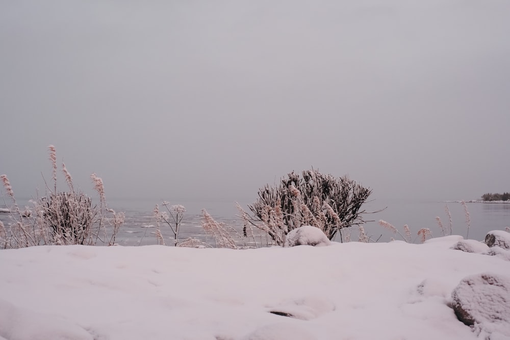 a snow covered field next to a body of water