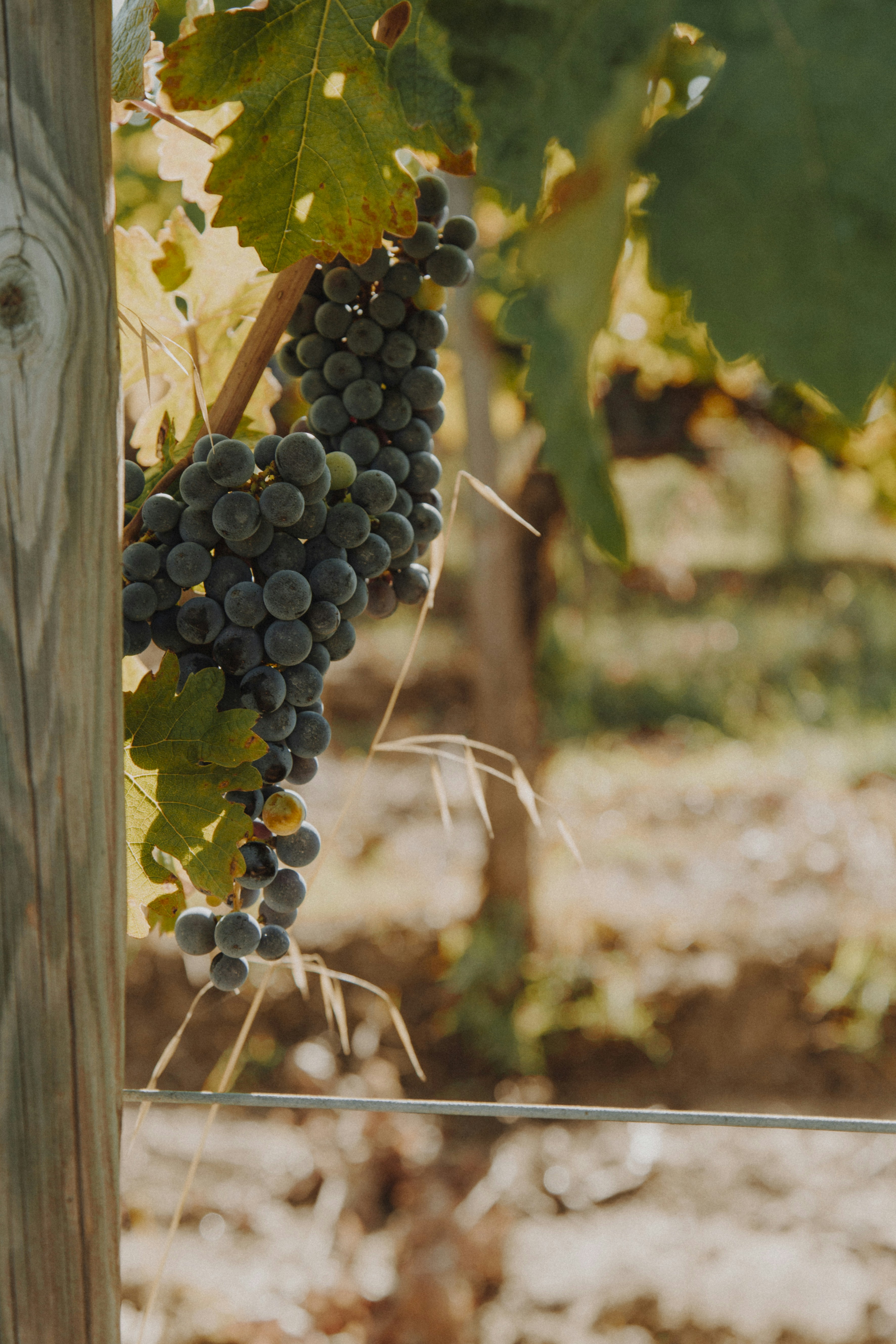 Photo by i_am_simoesse