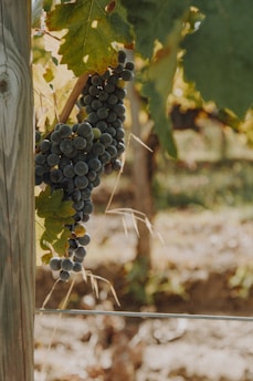 Clusters of dark grapes hanging from a vine surrounded by green leaves in a vineyard setting. The wooden post and wire are part of the trellis system supporting the grapevine. Soft, dappled sunlight filters through the leaves, creating a serene and natural atmosphere.