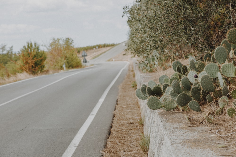 a road with a cactus on the side of it