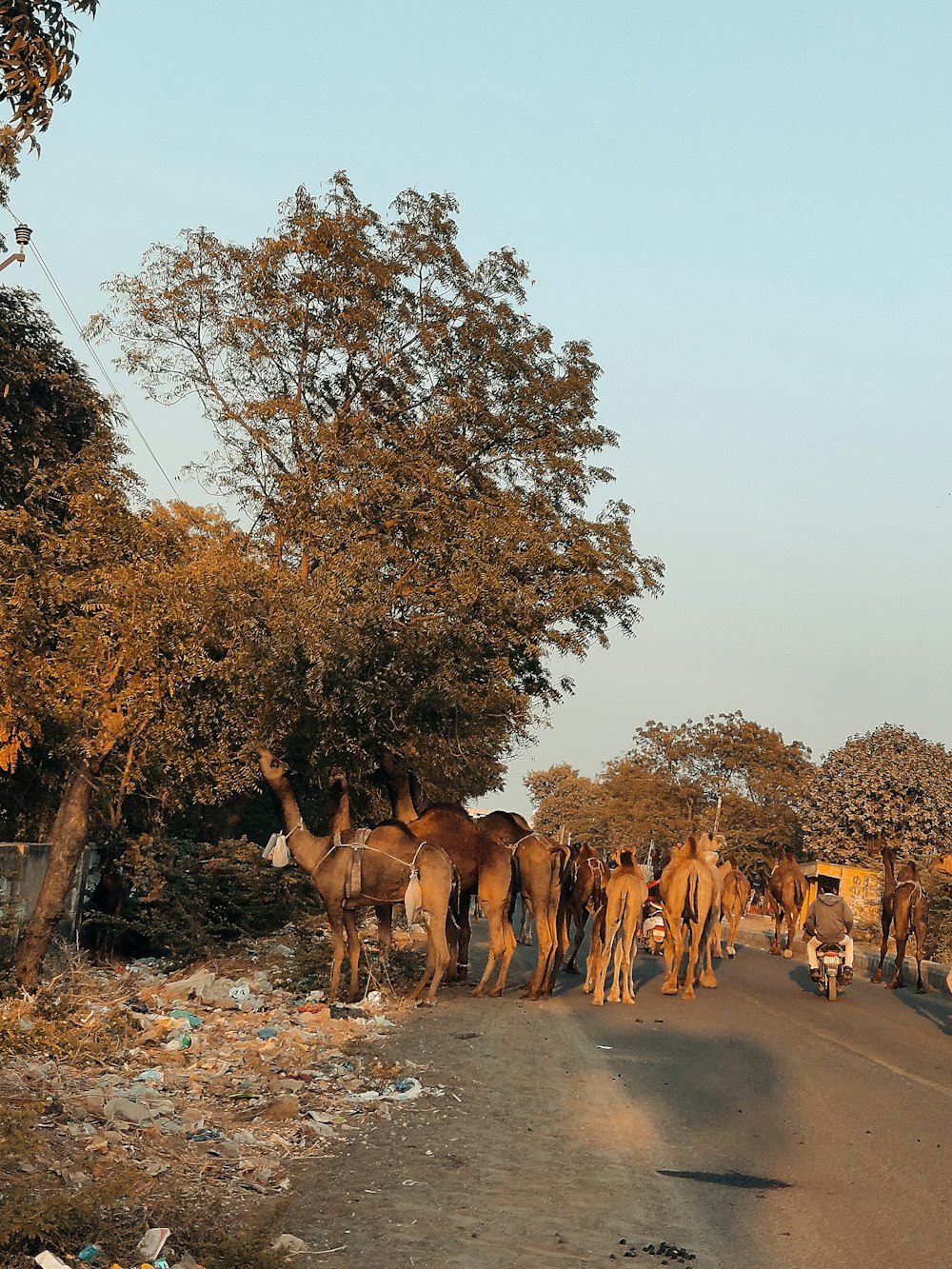 a herd of animals walking down a street