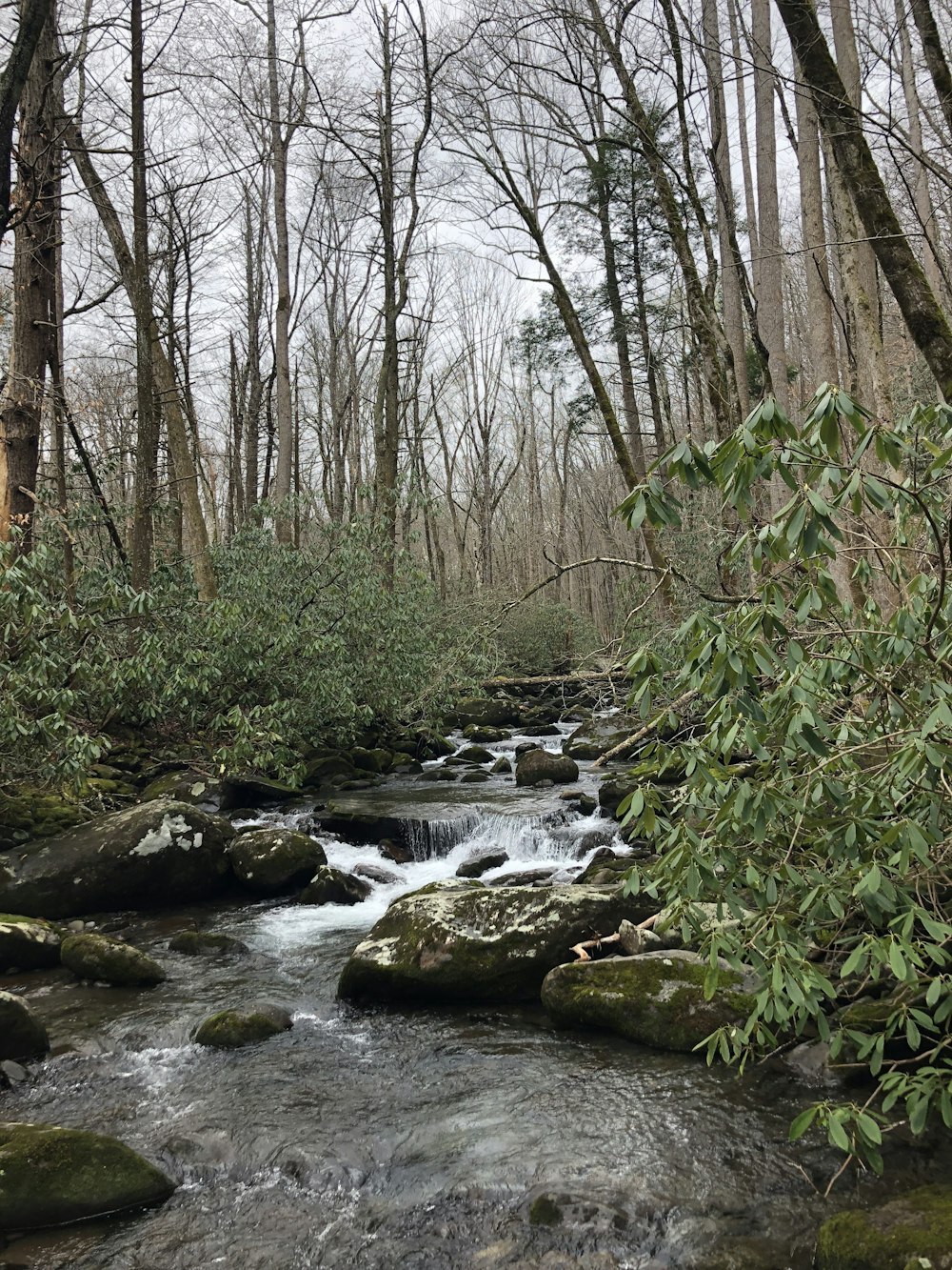 a stream running through a forest filled with lots of trees