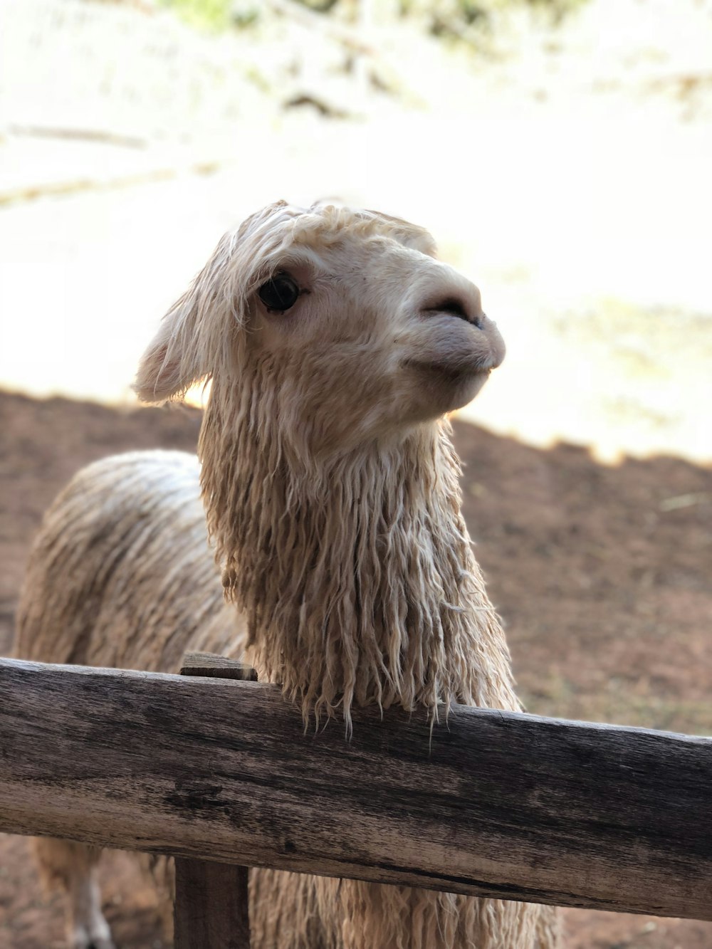 a close up of a sheep behind a fence