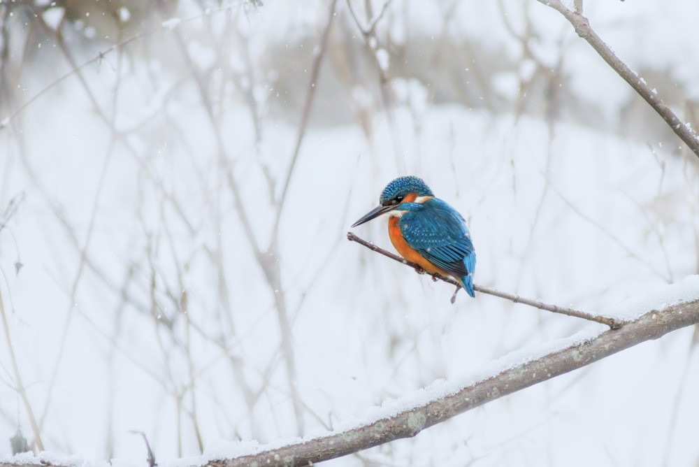 a small blue and orange bird sitting on a branch