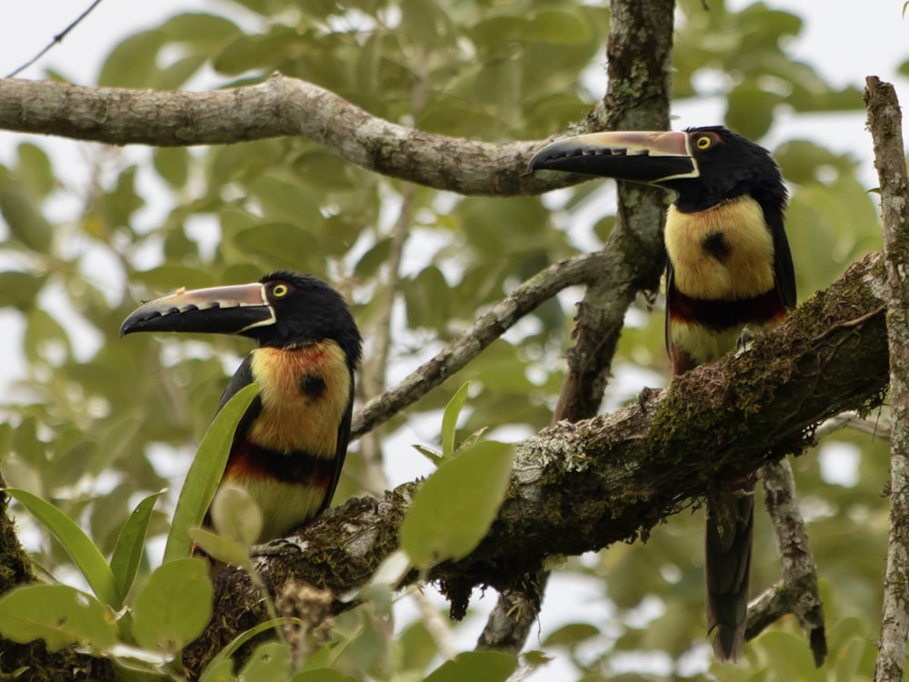 two toucans are perched on a tree branch