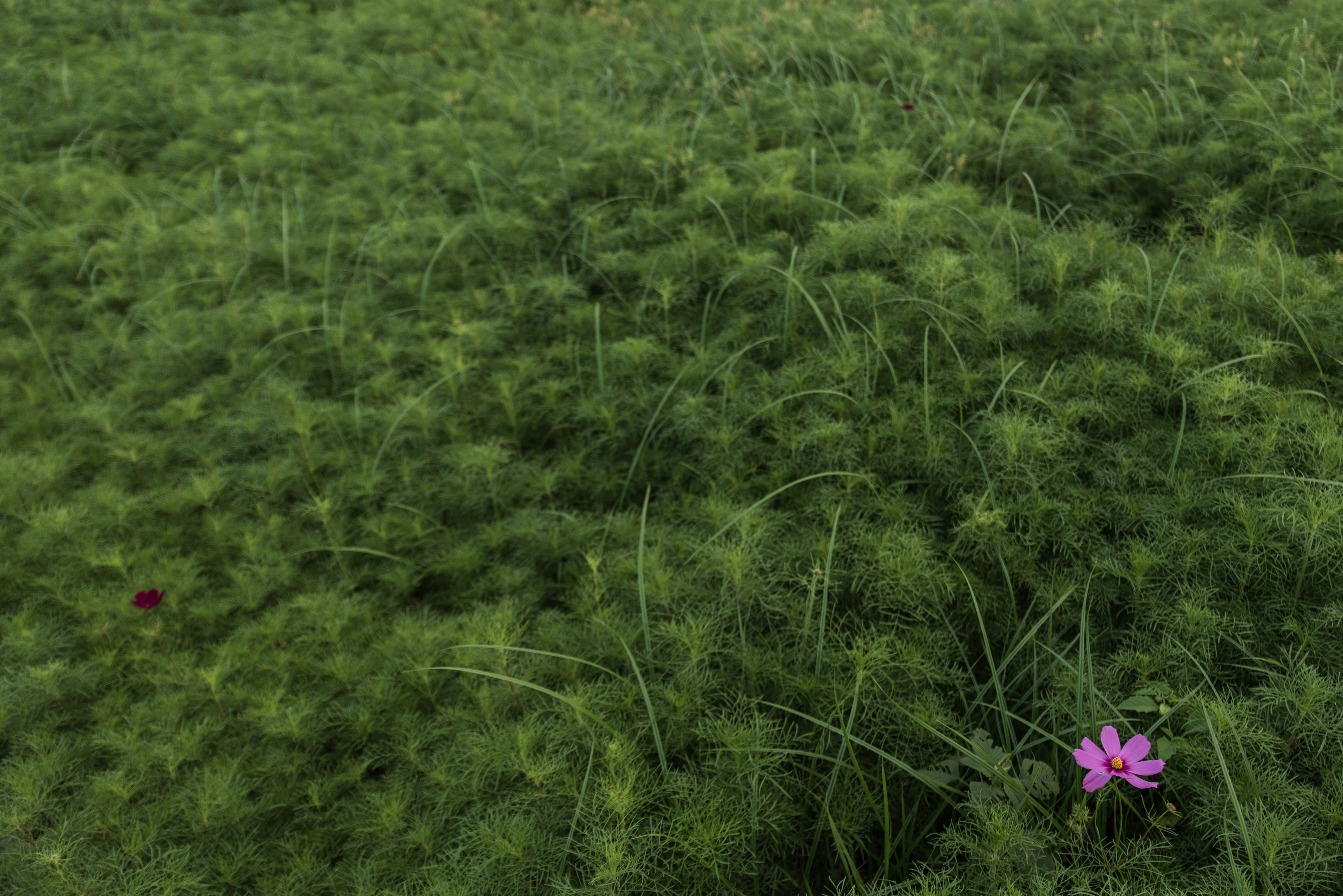 A lone purple flower in the middle of a green field photo – Free Flower ...