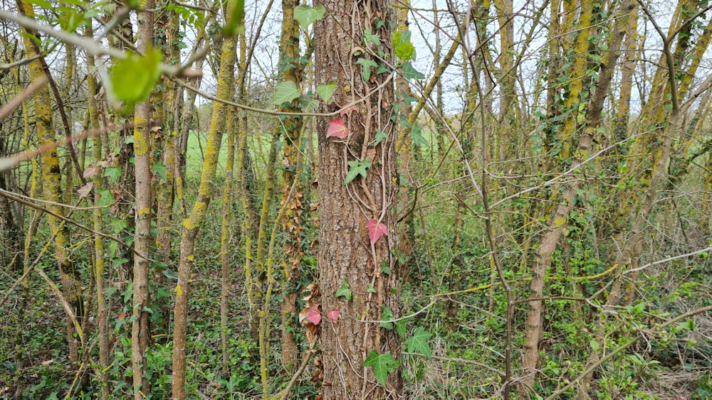 a tree with vines growing on it in a forest