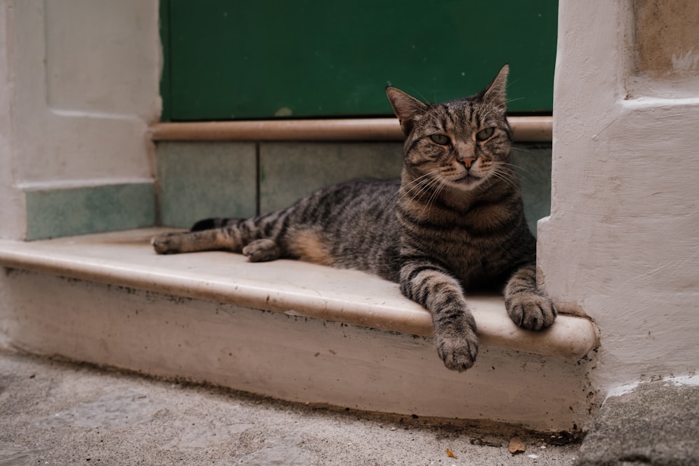 a cat is sitting on a step outside