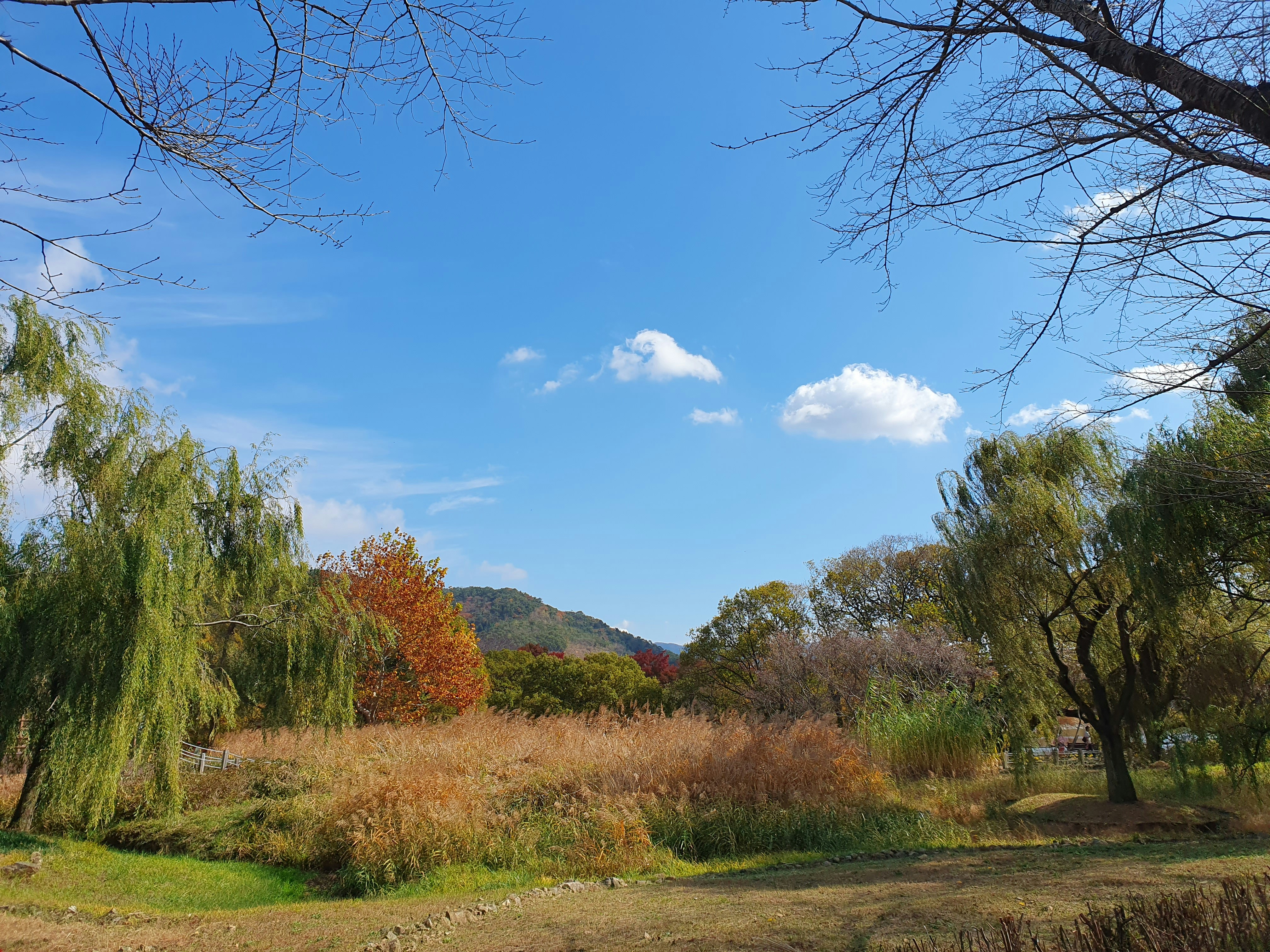 a grassy field with trees and a blue sky in the background