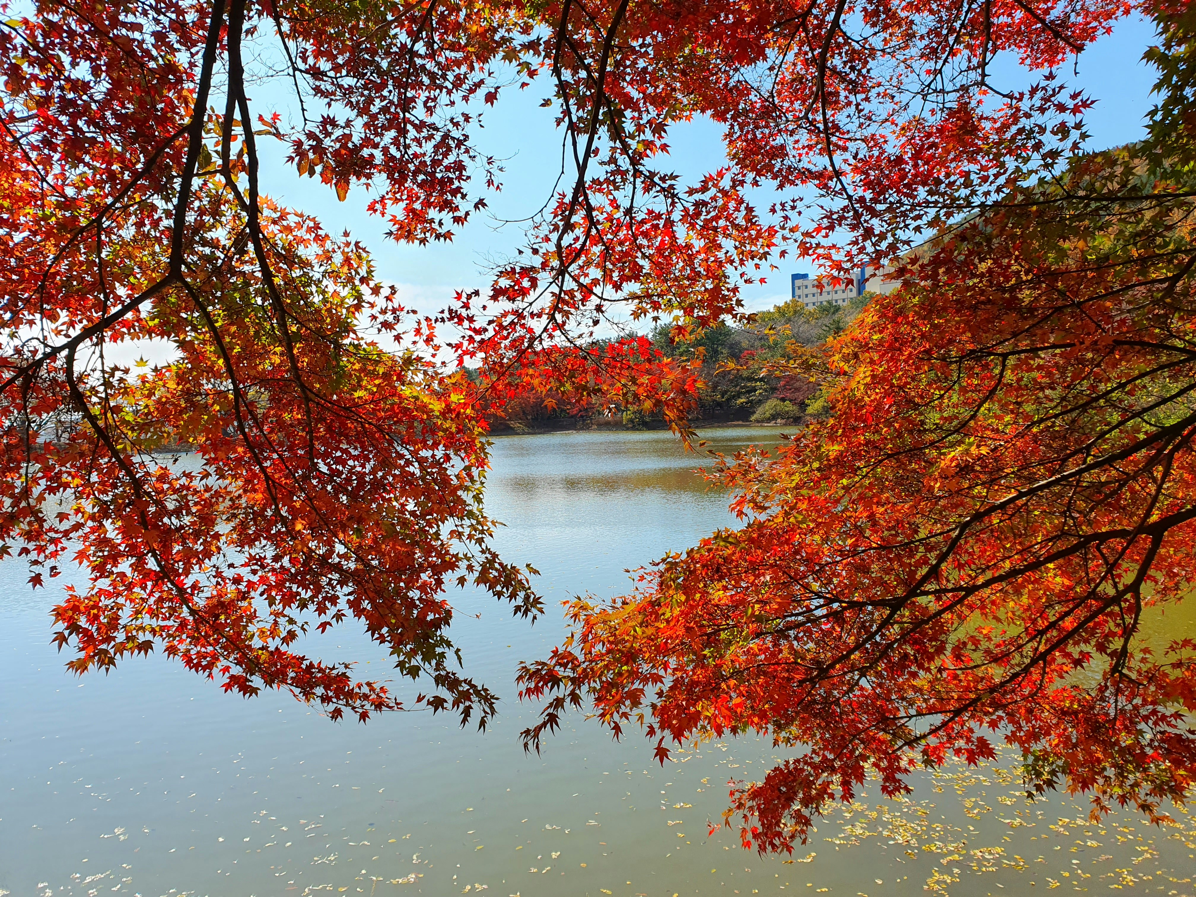 a lake surrounded by trees with red leaves