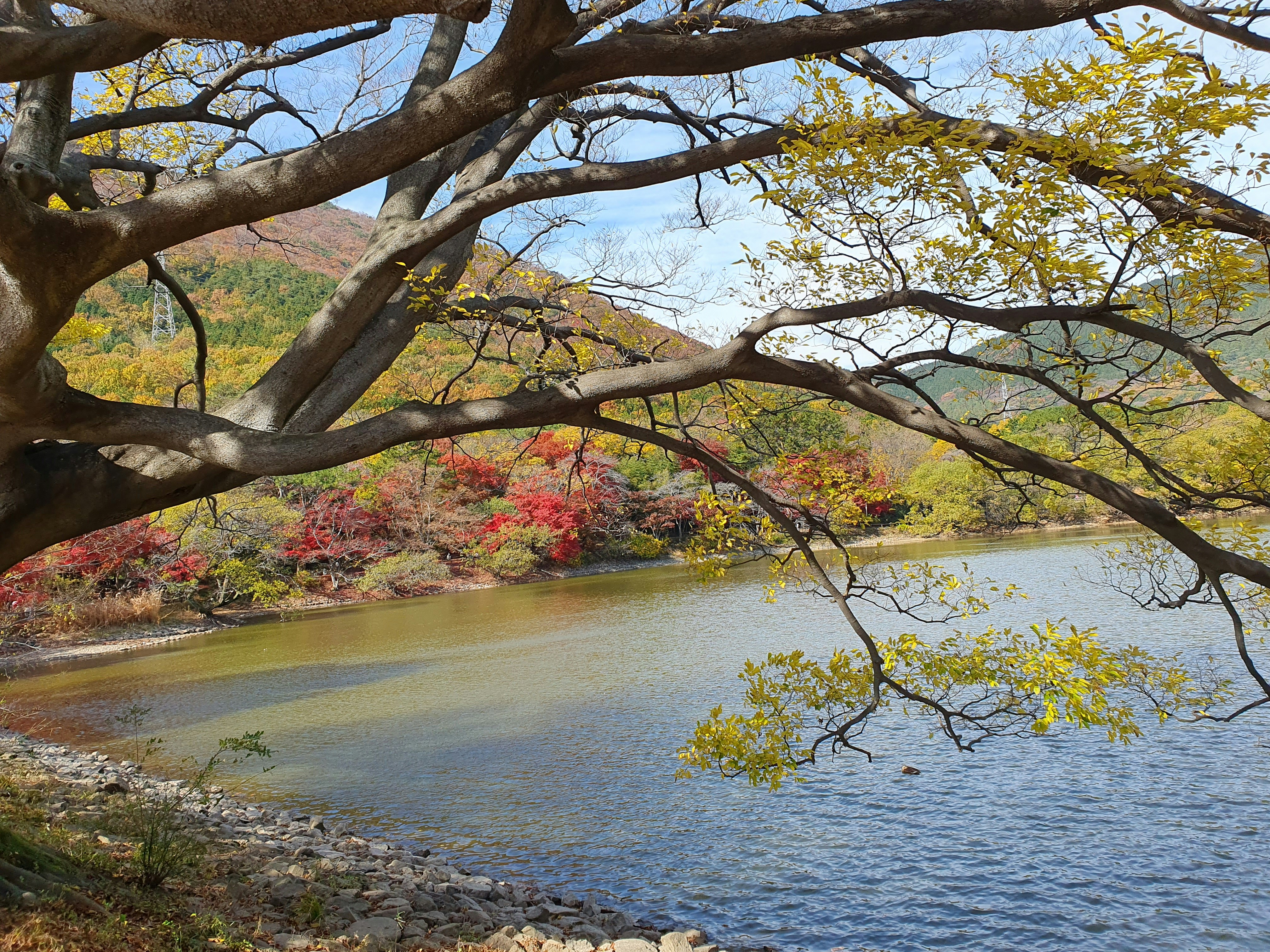 a lake surrounded by a forest filled with lots of trees